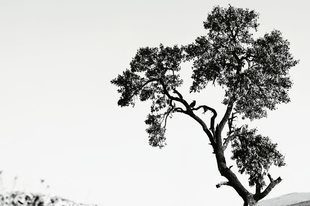 Photograph by Amir Hosein Shokrabadi