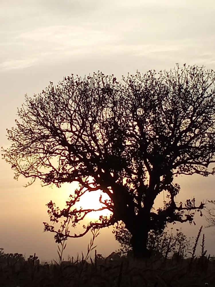 An old tree with  sun