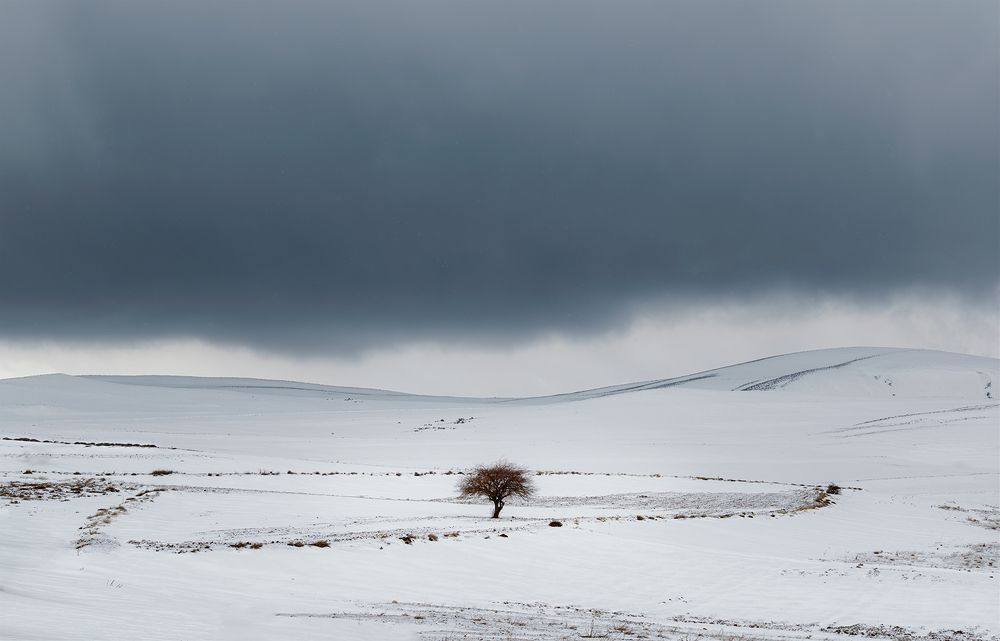 Lonely Tree 1