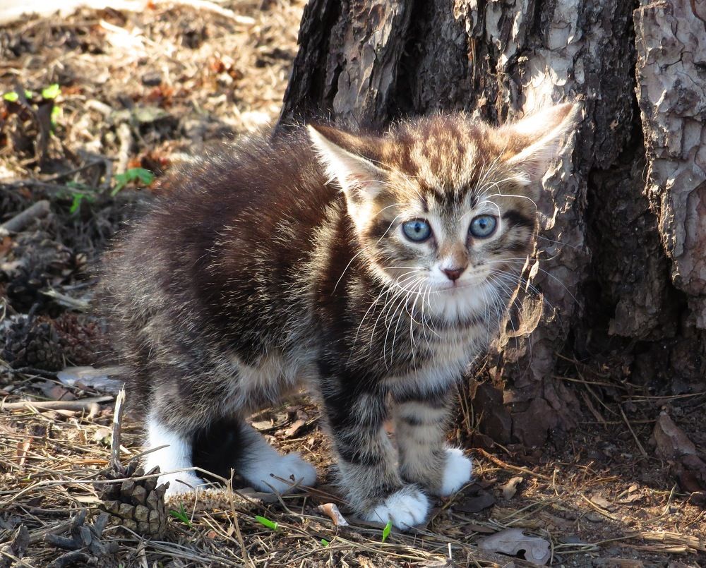 Маленький хищник
