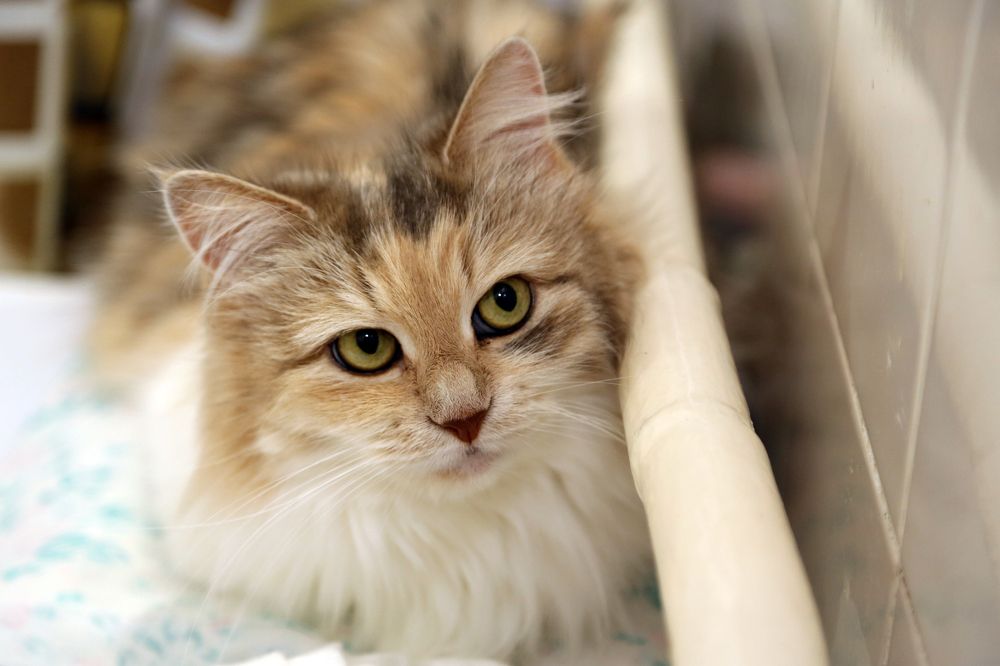 Photograph by София Лаврентьева