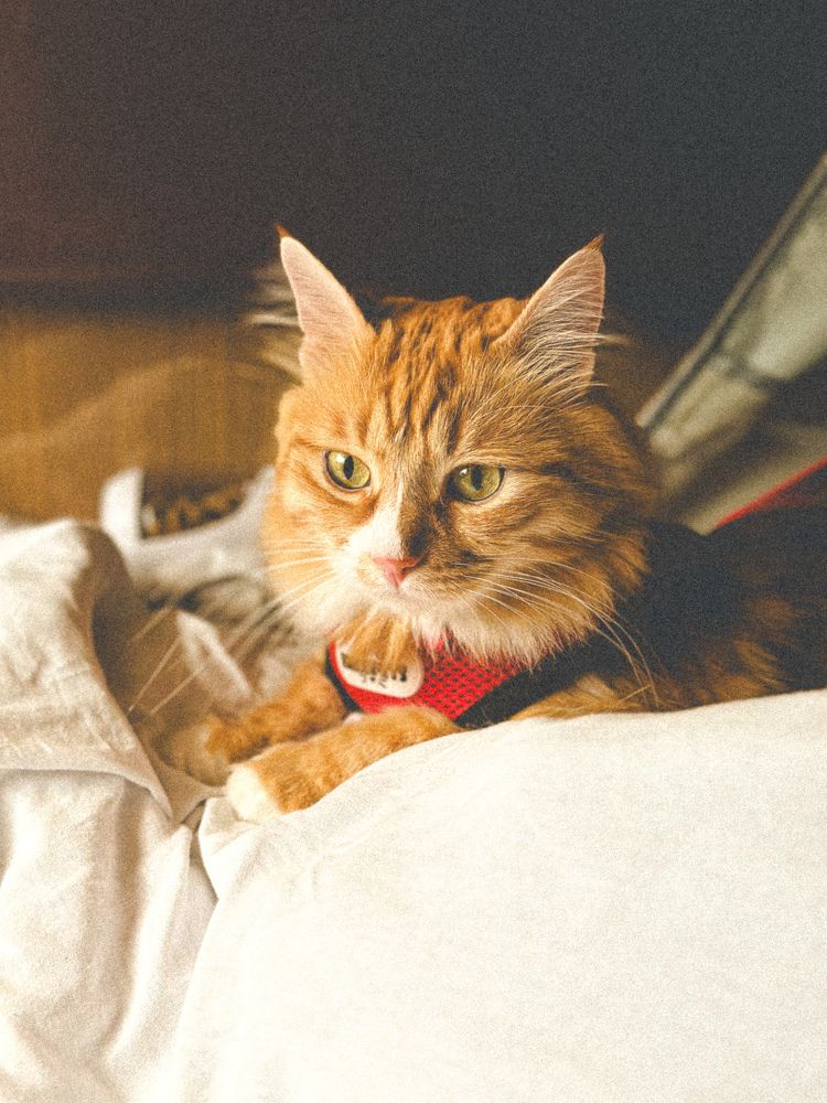 Photograph by Екатерина Корчагина