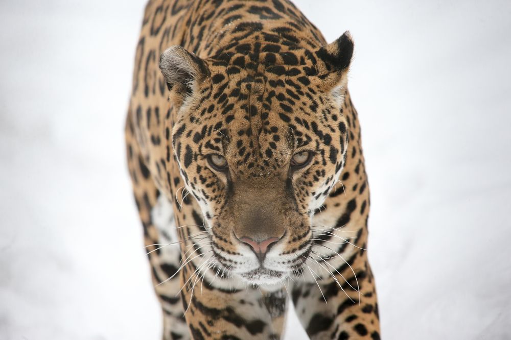 Photograph by Иван Овчинников