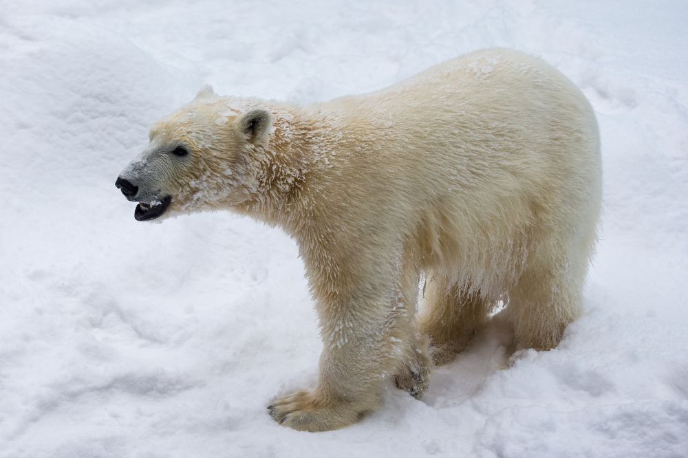 Photograph by Иван Овчинников