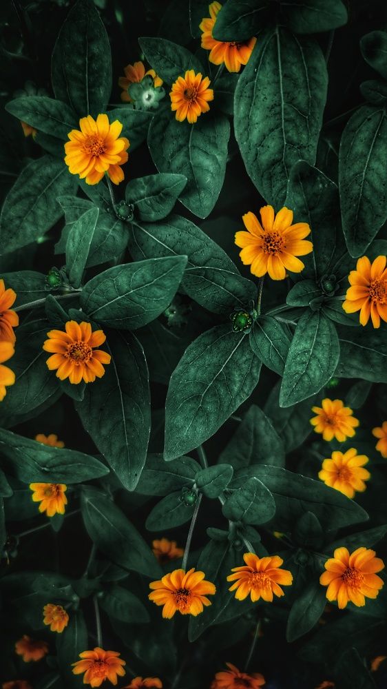 Photograph by Spawi Safwan