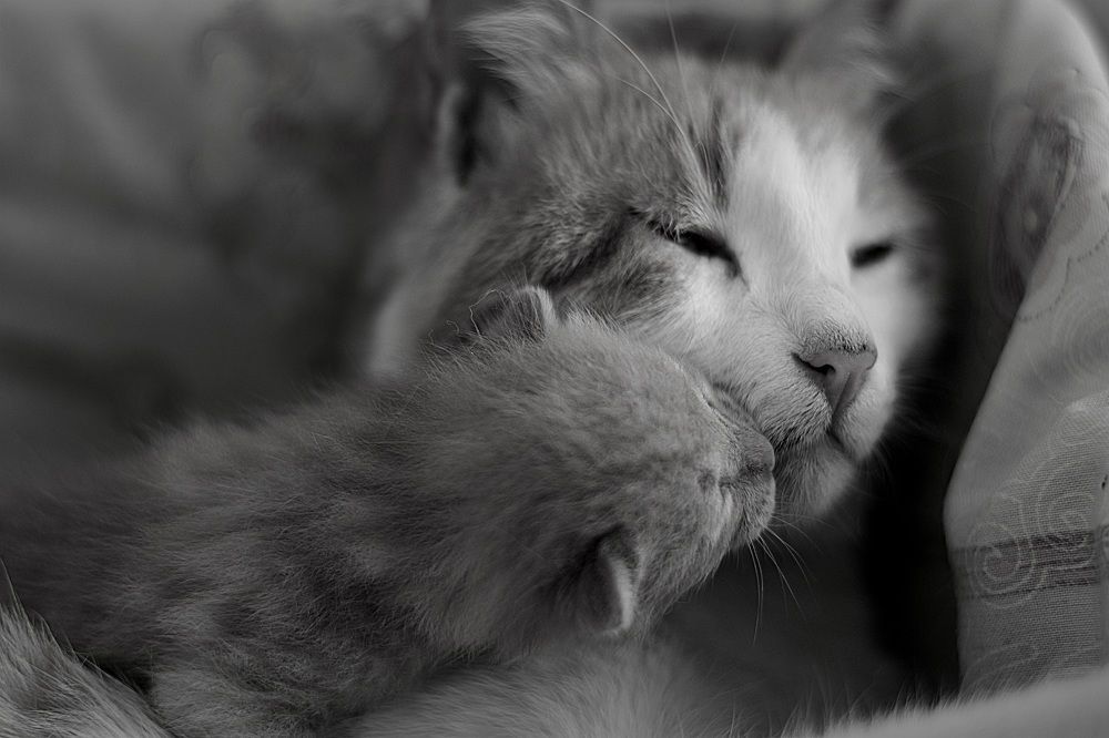 Photograph by Mina Mamdouhi