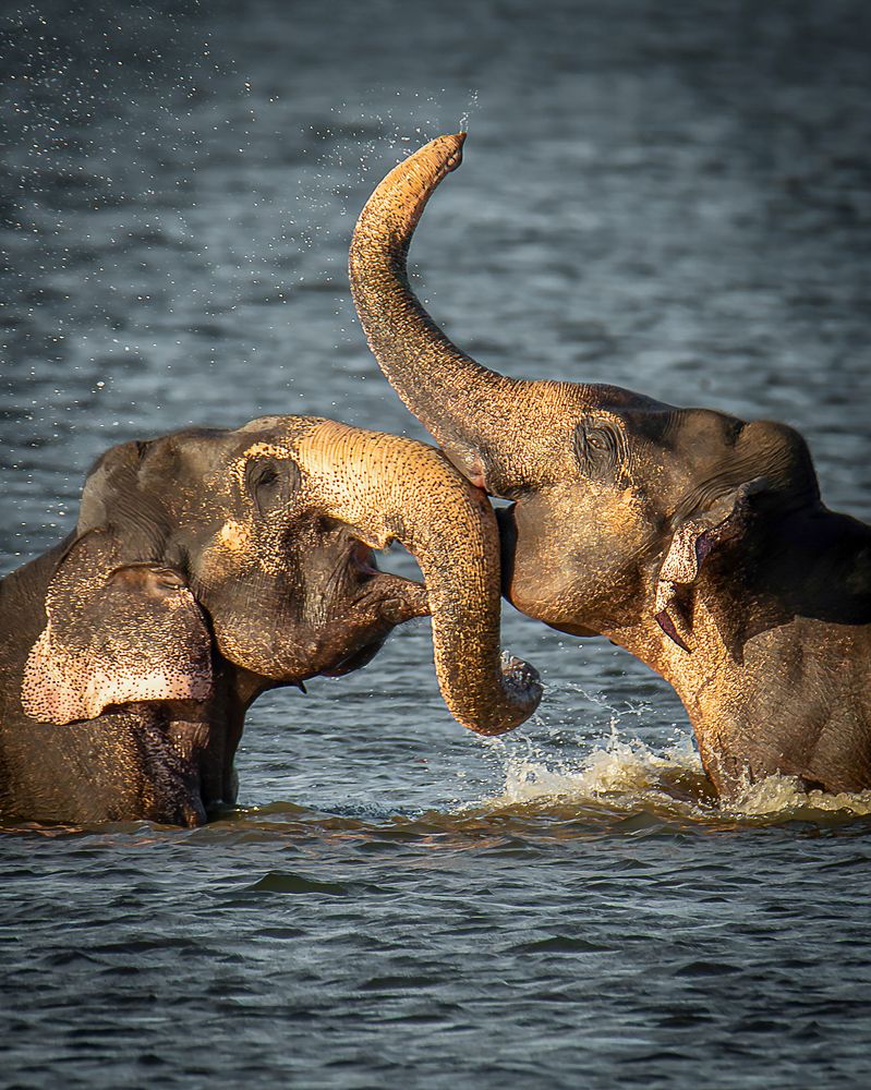 Playing time of a loving elephant couple