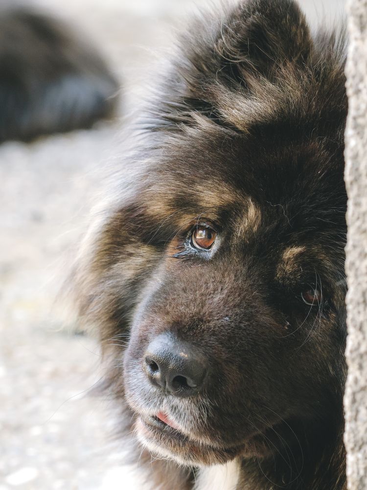 Фотография автора Suzana Svecnjak