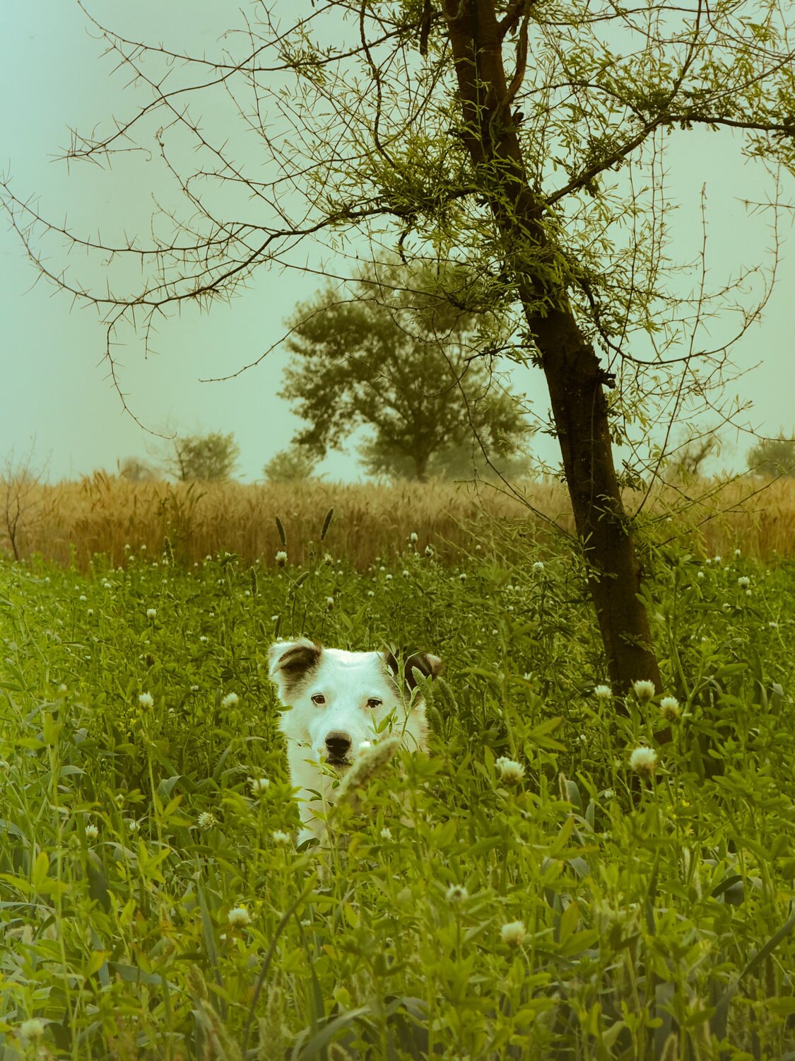 Photo #10709446
