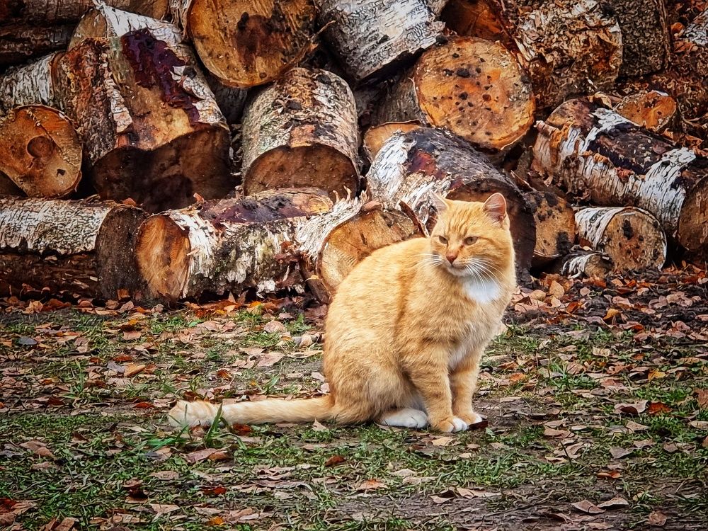 Фотография автора Дана Богинская