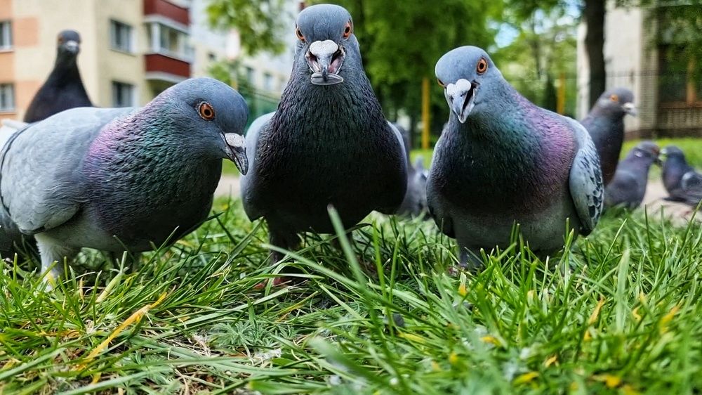 Фотография автора Дана Богинская