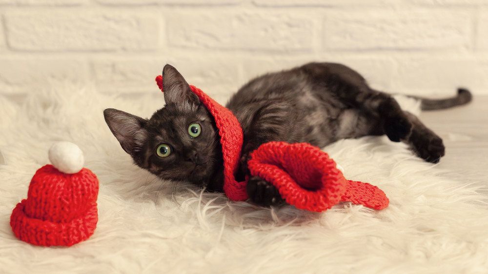 В ожидании Нового года.