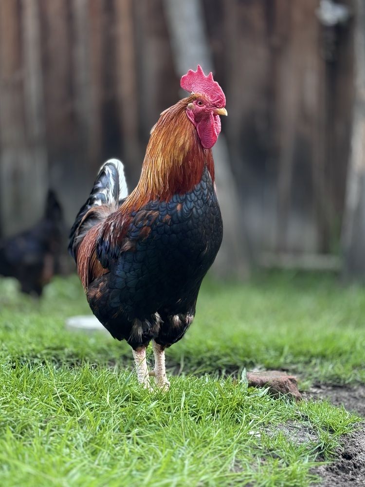 Photograph by Halina Mitsevich