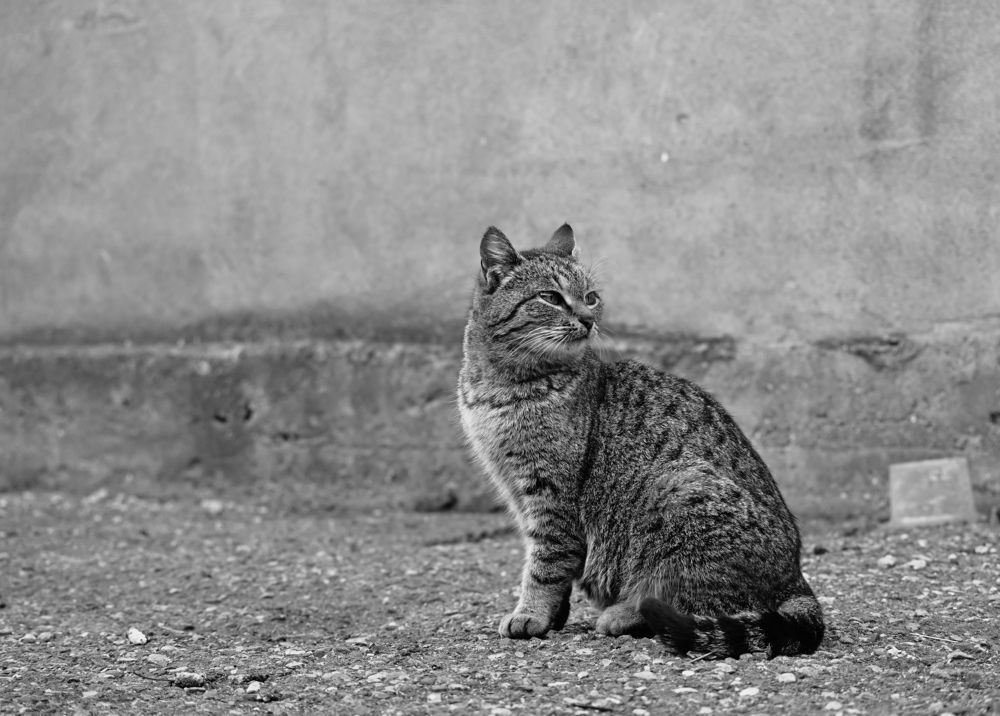 Фотография автора Алияна Бабугоева
