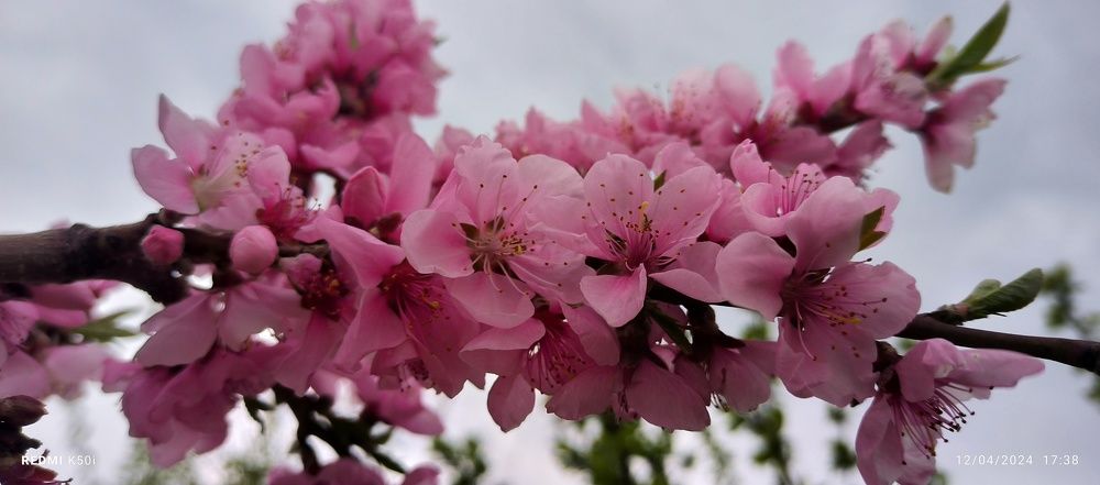 Photograph by Manzoor Ahmad