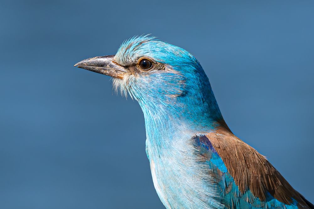 Photograph by Алексей