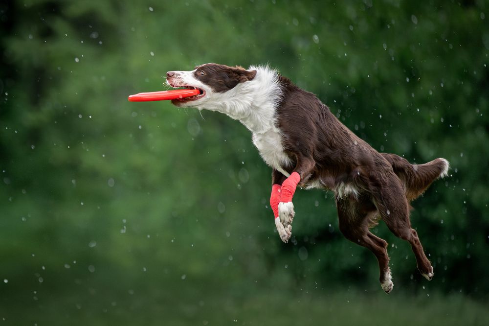 Photograph by Krisztián Csalami