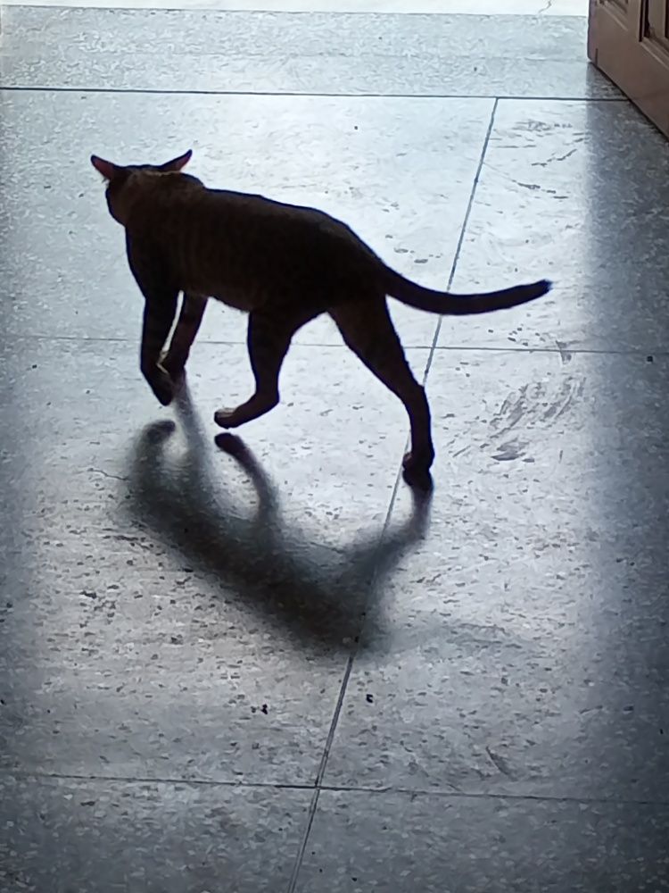 The cat just look like a panther
