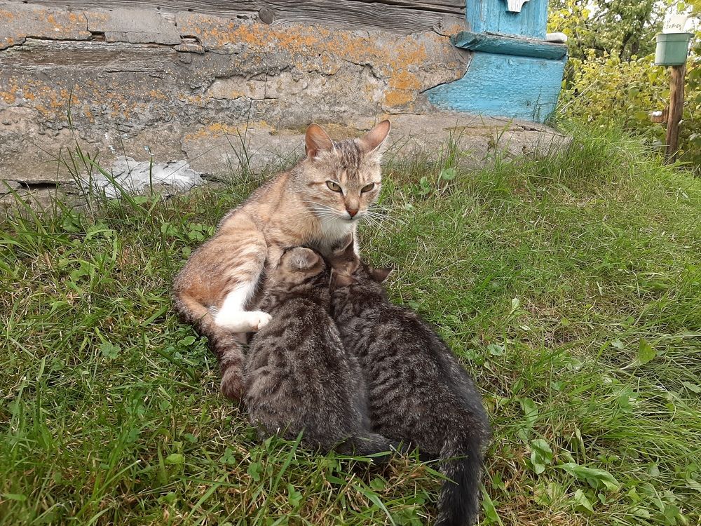 кормящая мама