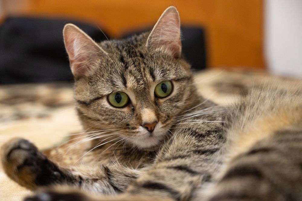 Фотография автора Илья Большаков