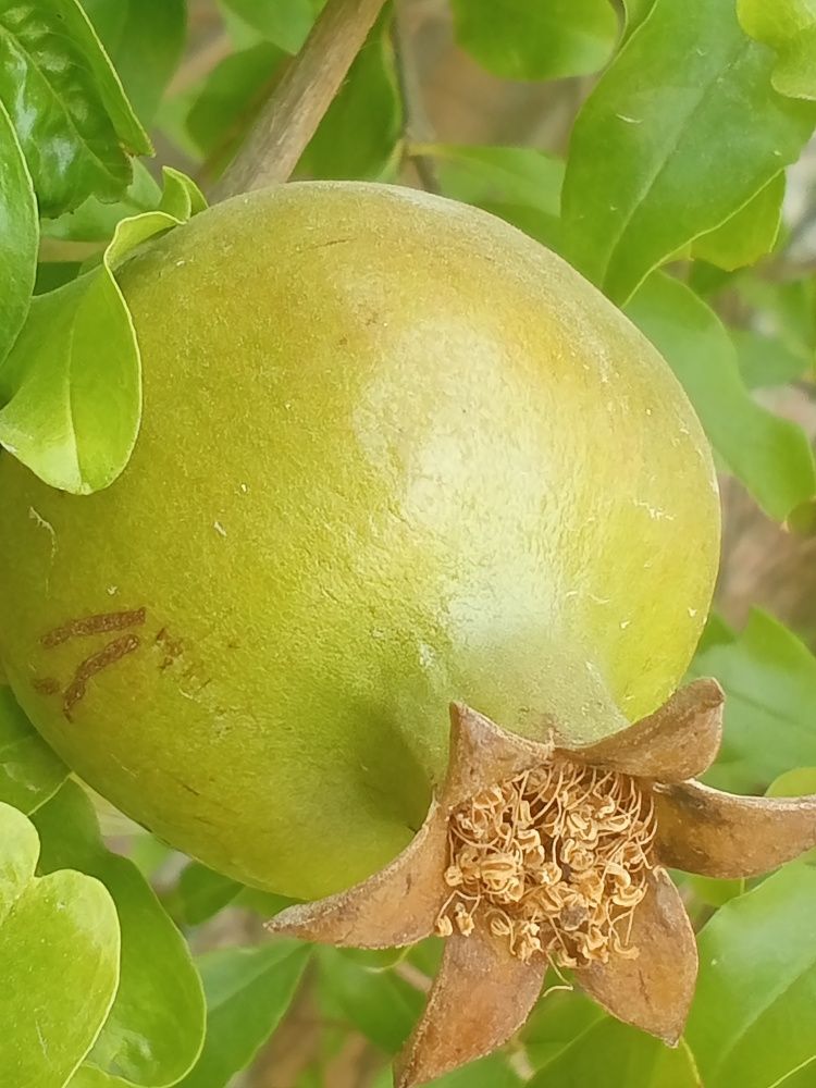 Fruit