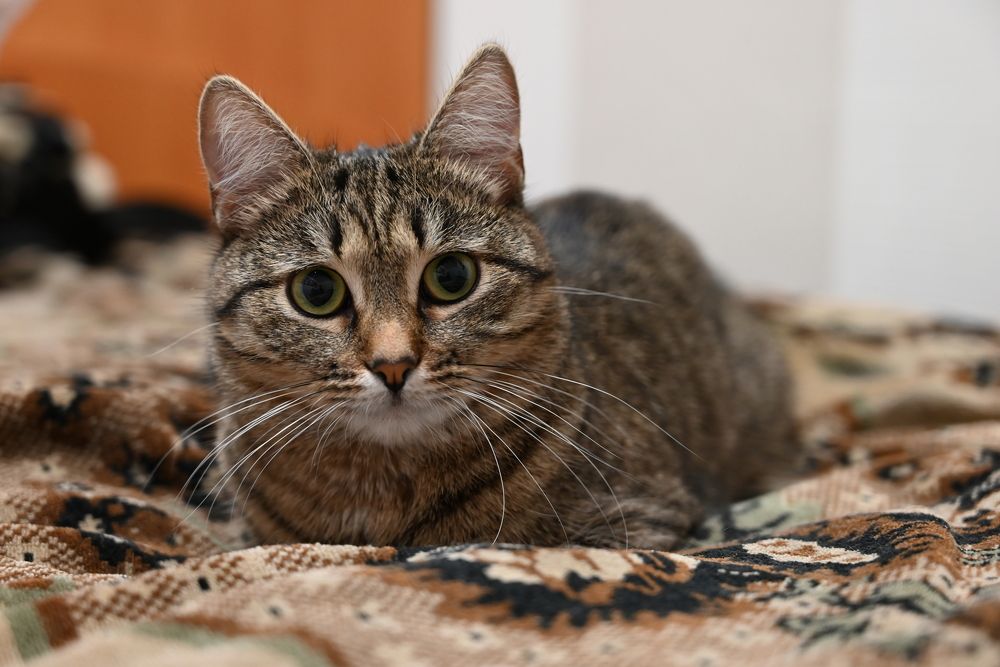 Фотография автора Илья Большаков