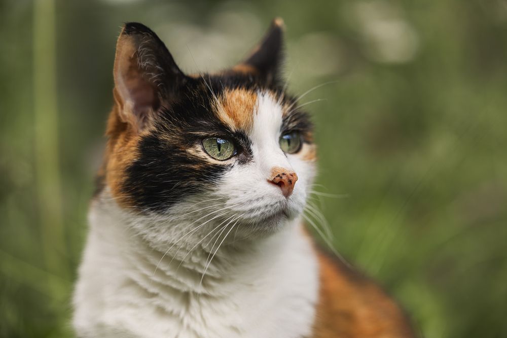 Photograph by Светлана Степашина