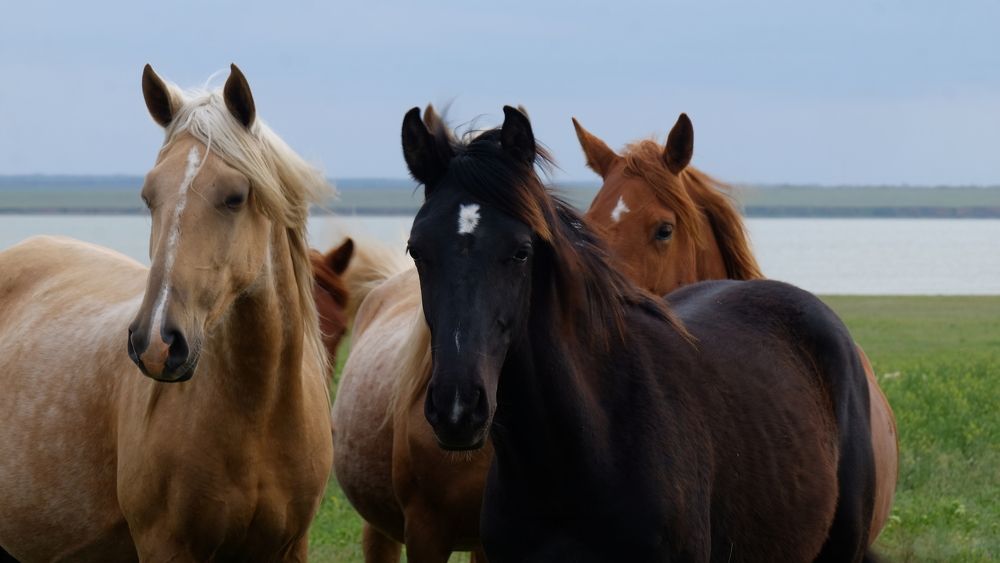 В степях Калмыкии