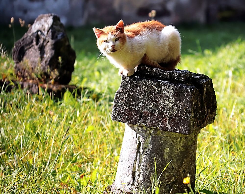 Photograph by Александр Лазебник