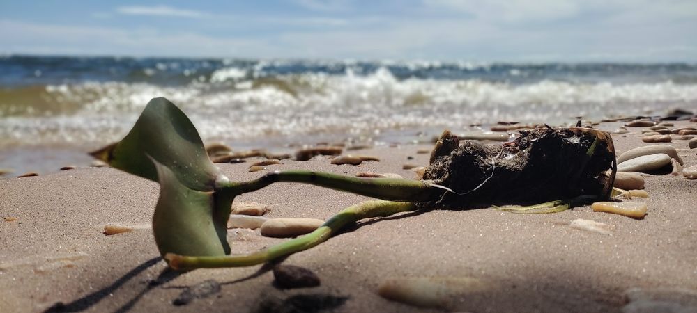 Фотография автора serubogo vicentes