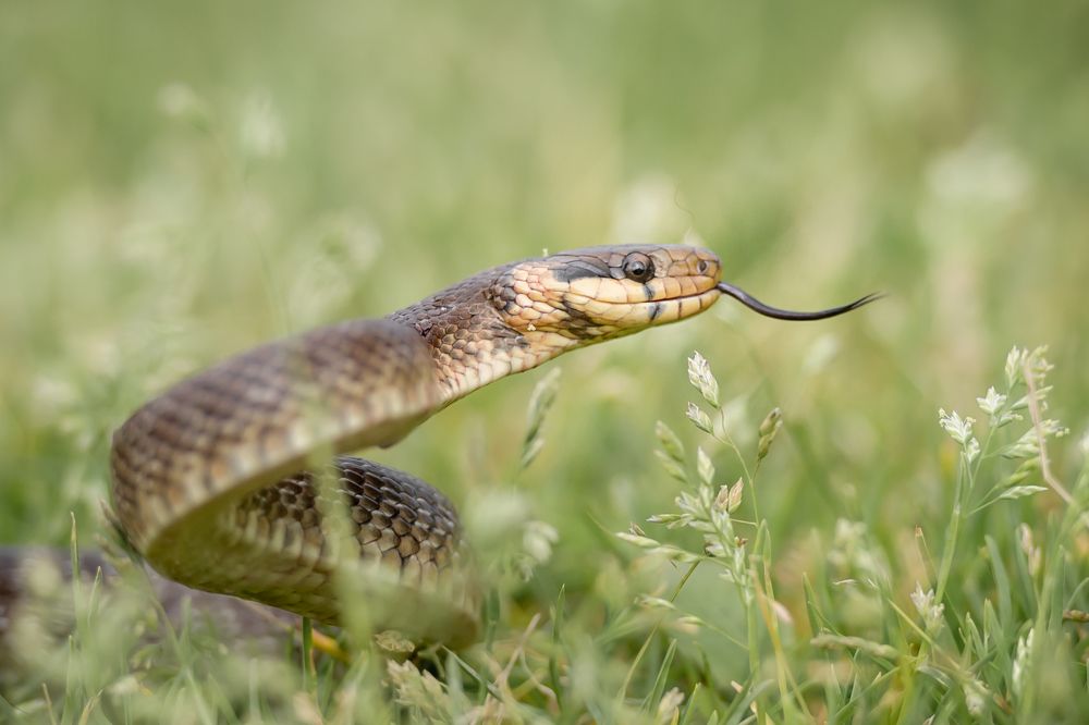 Photograph by Ivan Mandic