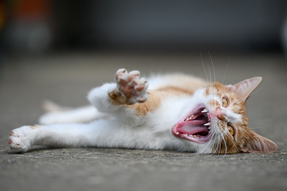 Photograph by Ivan Mandic