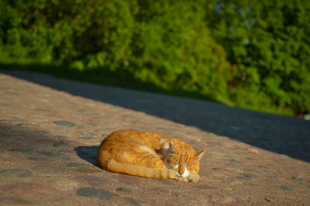 Photograph by Евгения Щеколдина