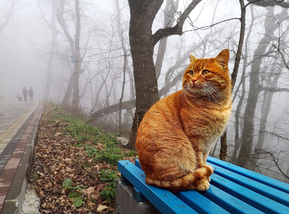 Photograph by Алексей Окунеев