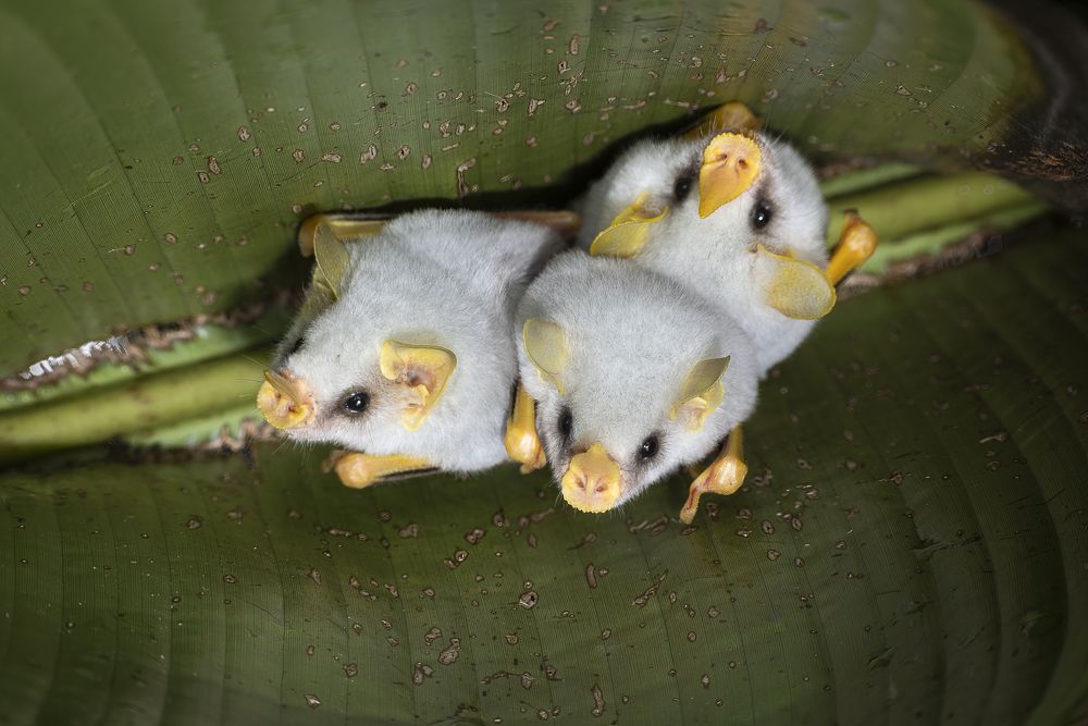 Photograph by Maria Gabriela Rocha Gomez