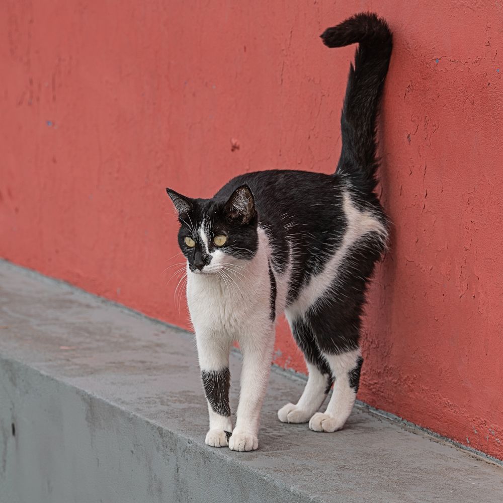 Фотография автора Carlos Gianoli