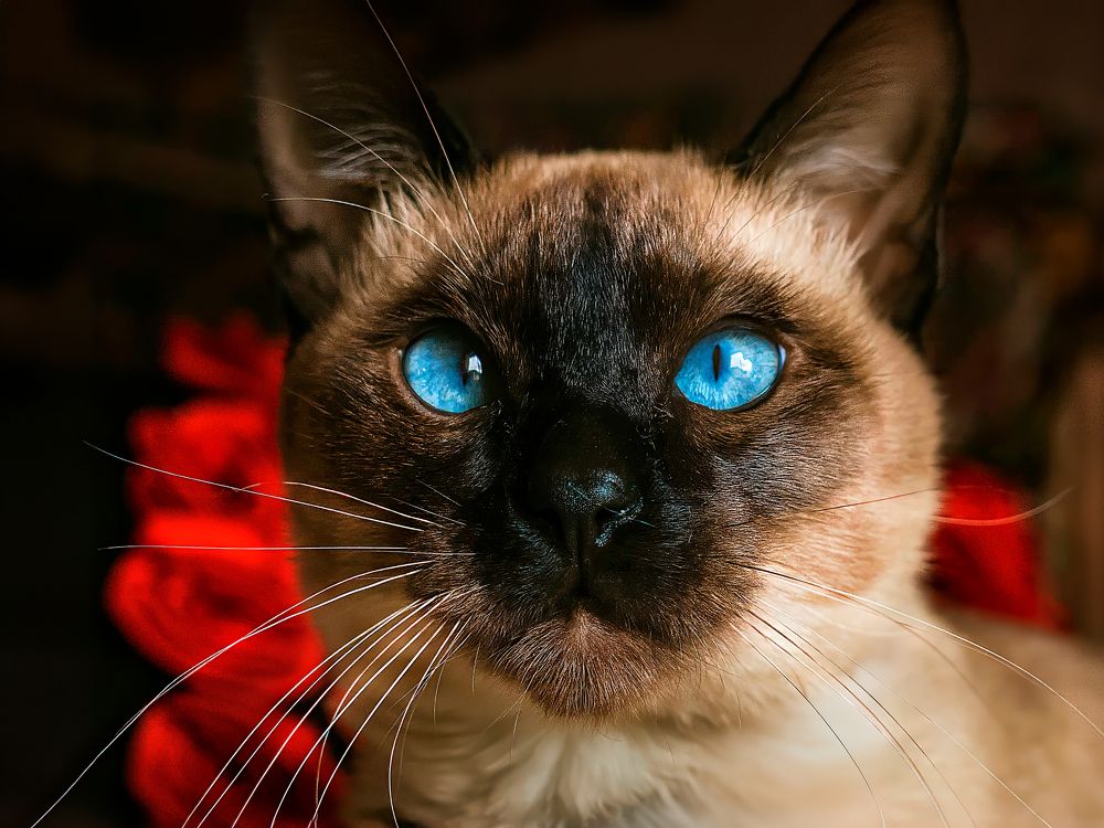 Фотография автора Carlos Gianoli