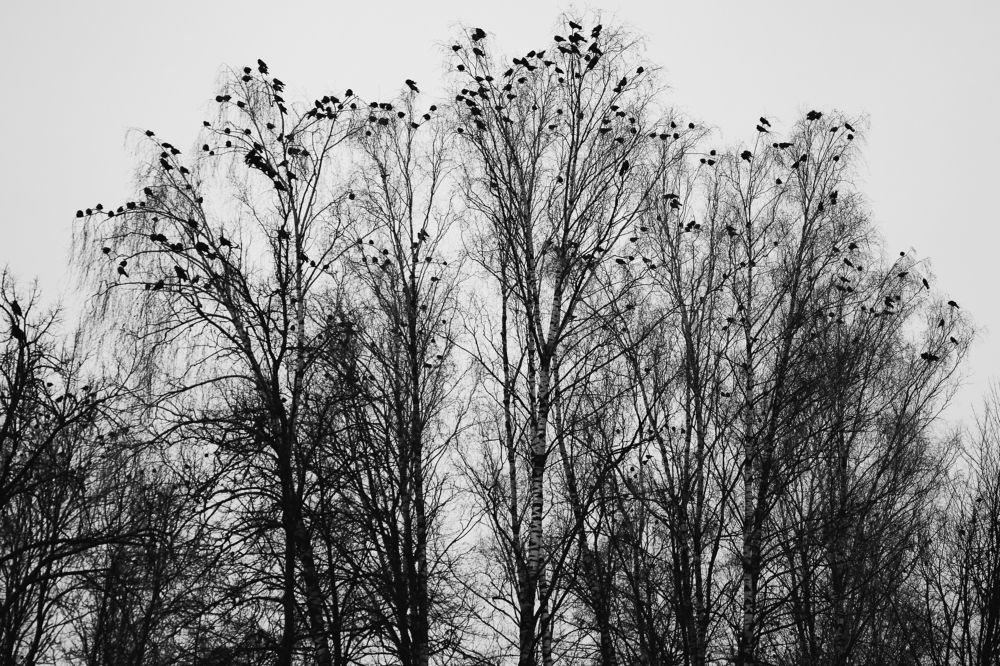 Photograph by Валерий Зенович