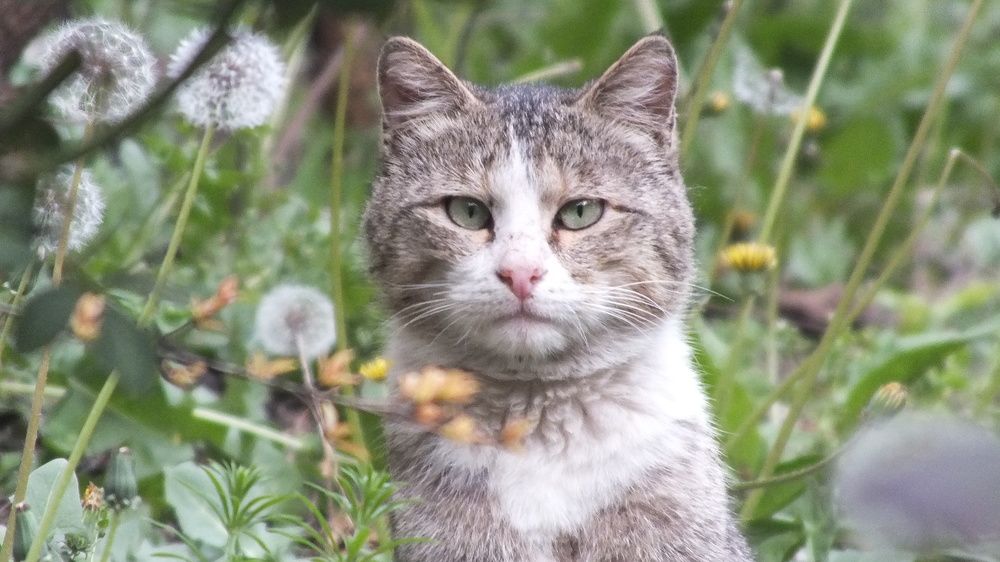 Фотография автора Shavkat Tojiyev