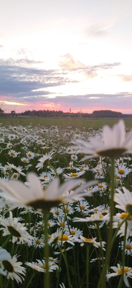 Ромашки и закат