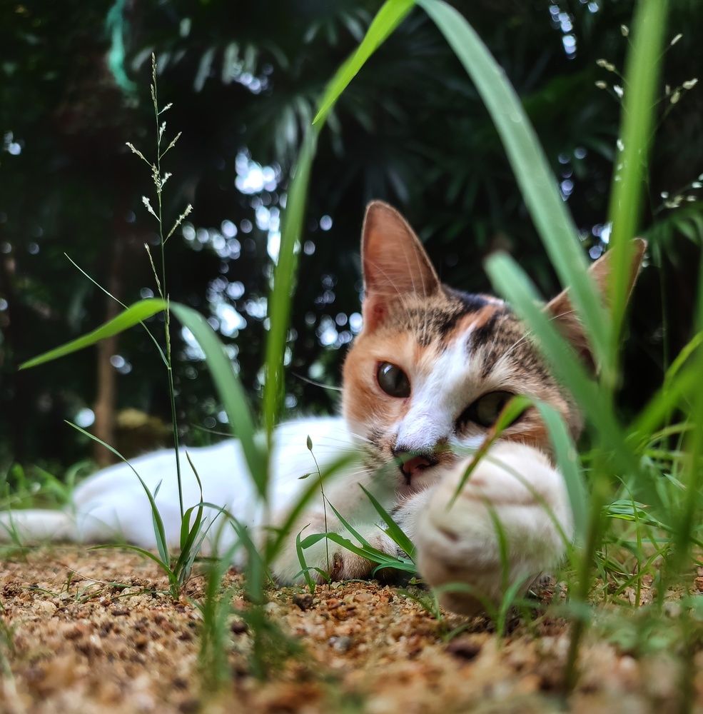 Photograph by Buddhika Dinuranga