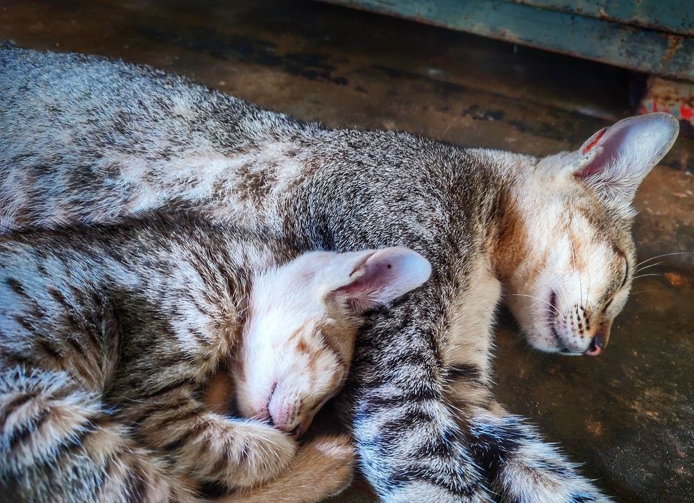 Photograph by Buddhika Dinuranga