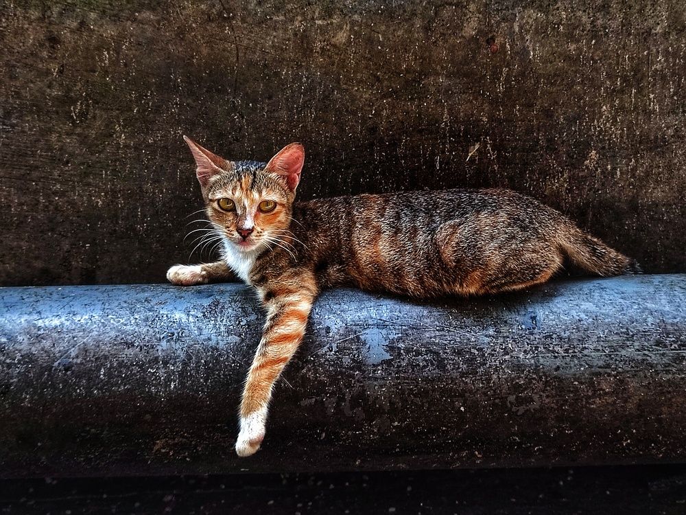 Photograph by Buddhika Dinuranga