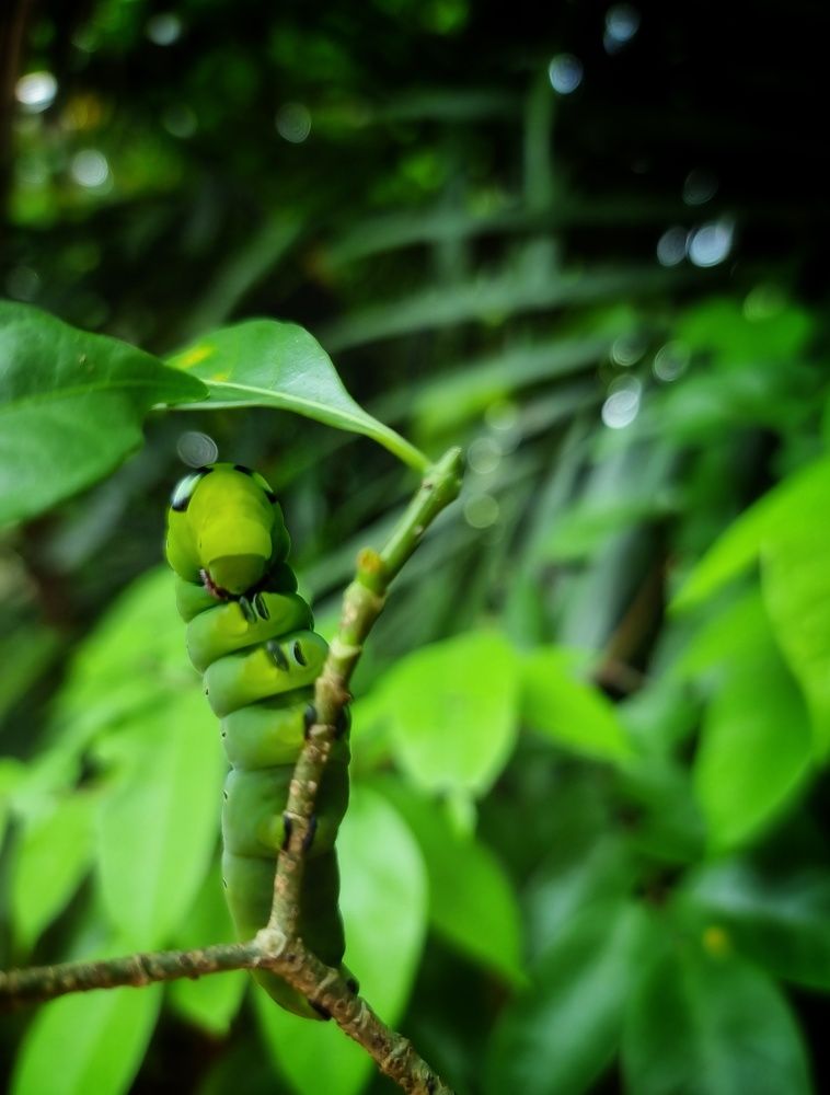 Photograph by Buddhika Dinuranga