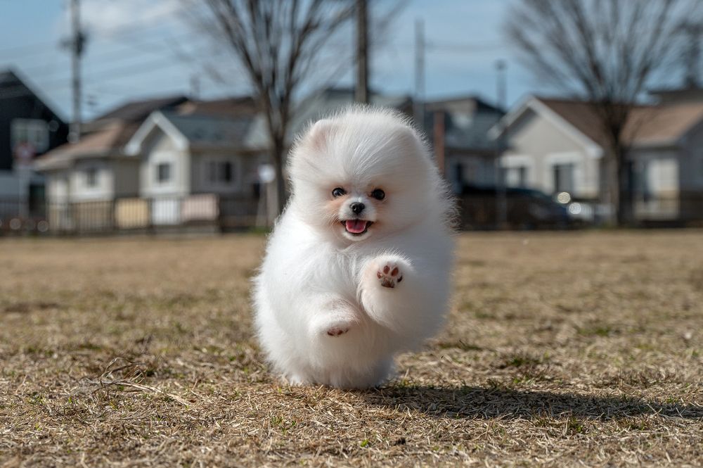 Photograph by Борис Недосеков