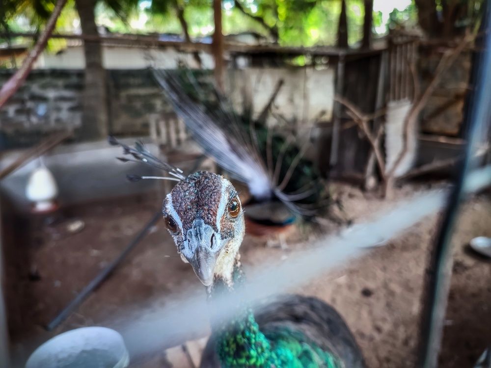 Photograph by Buddhika Dinuranga