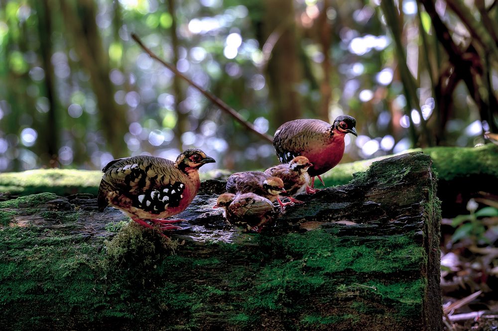 Photograph by Chee Fui Chin