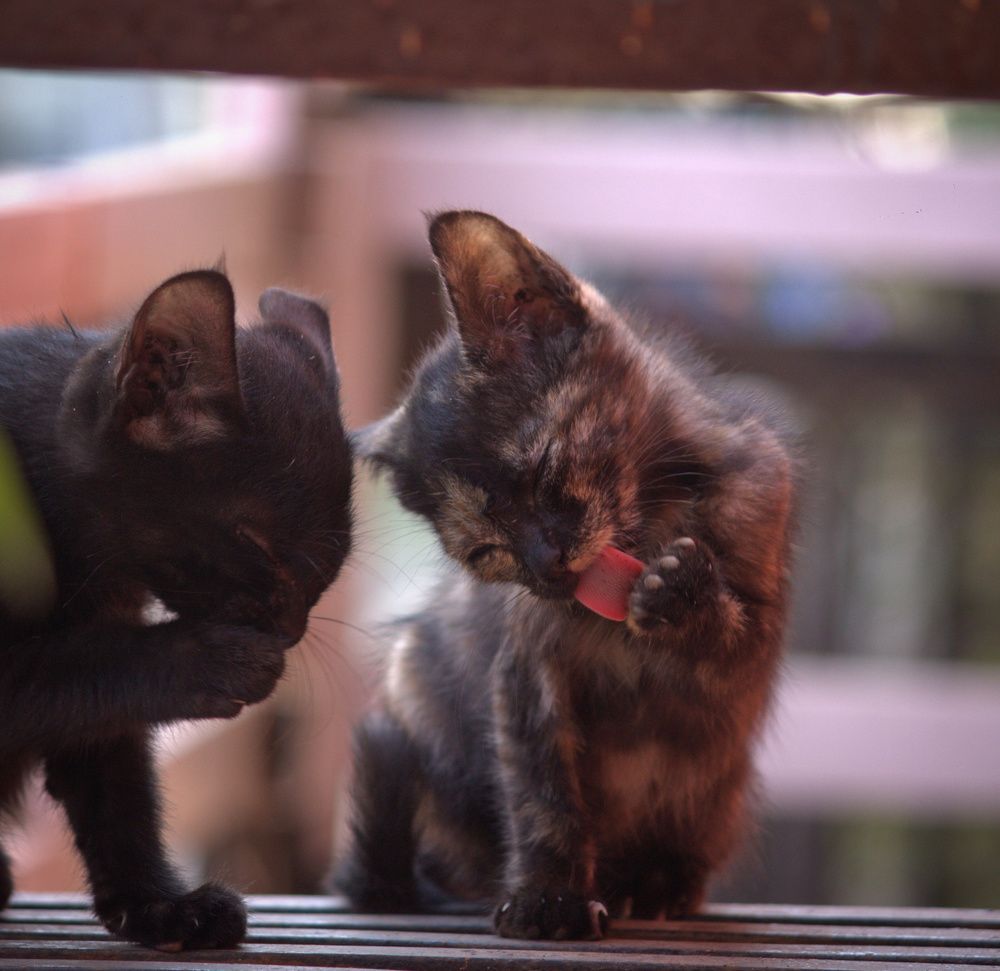 Фотография автора Aniket