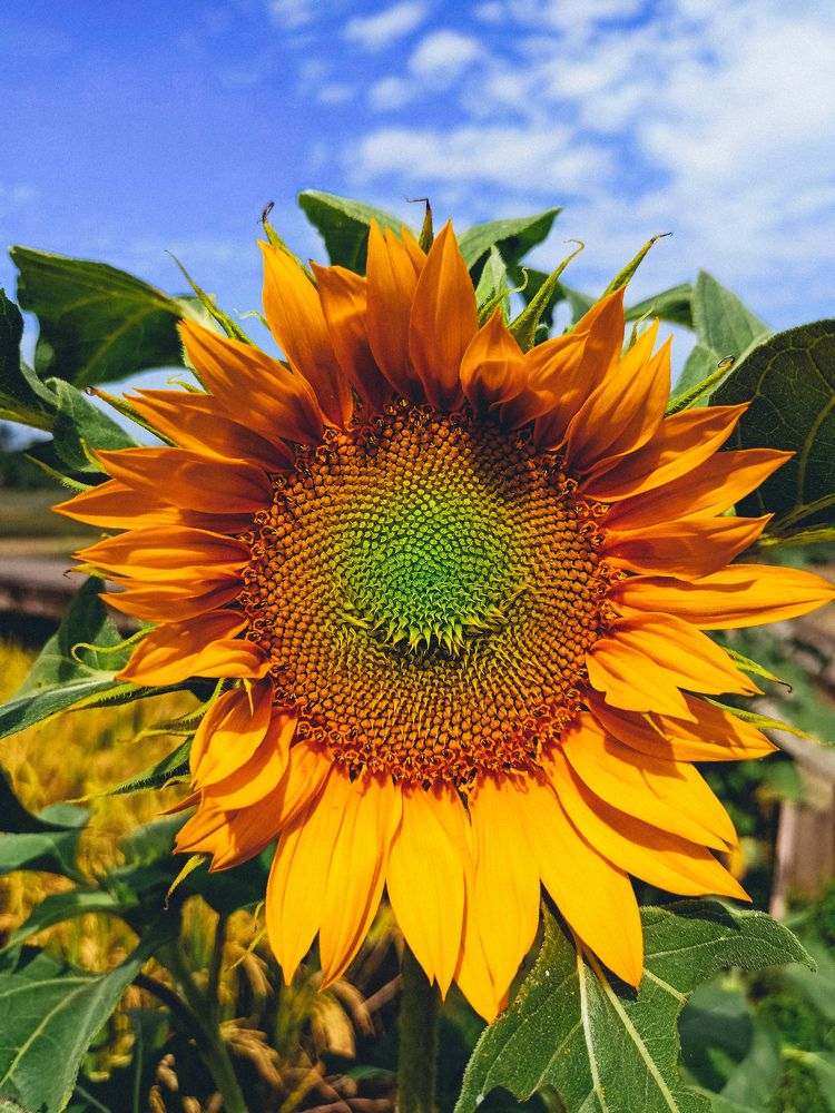 Photograph by Irfan Nuryadin