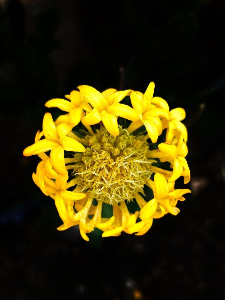Beauty of yellow